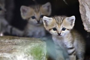 スナネコの赤ちゃん4匹誕生、イスラエルの動物園が公開